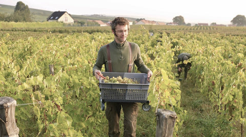 Emilien Feneuil - Champagne